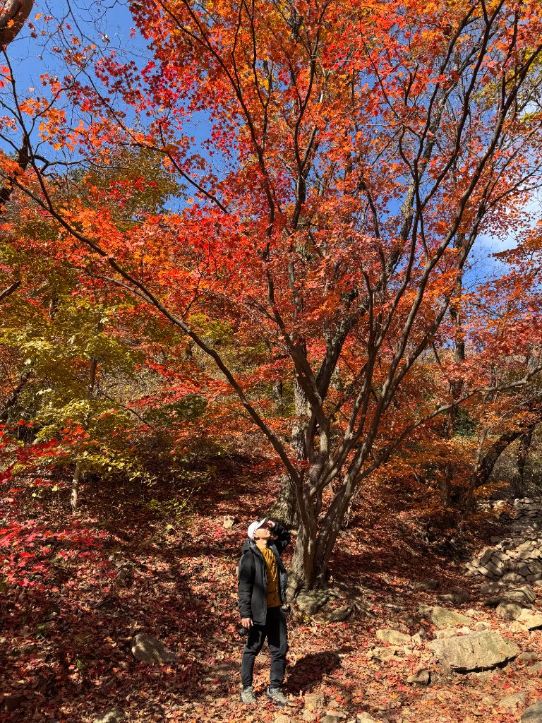 Autumn maple tree on Bukhansan