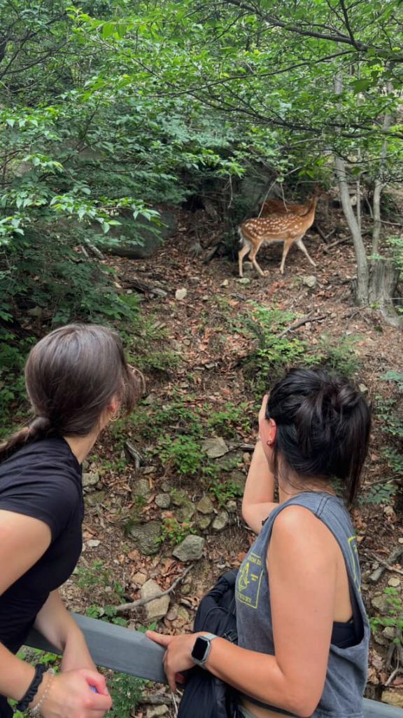 Deer spotted on trail